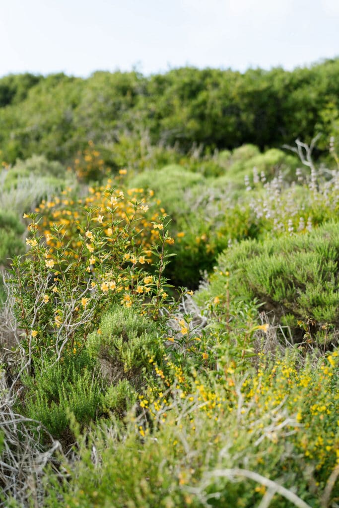 montana de oro engagement photos